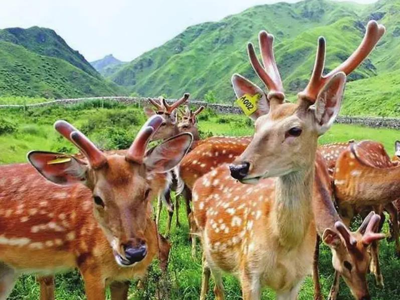 干鹿茸好还是鲜鹿茸好，新鲜鹿茸的营养价值远高于干的 (图1)