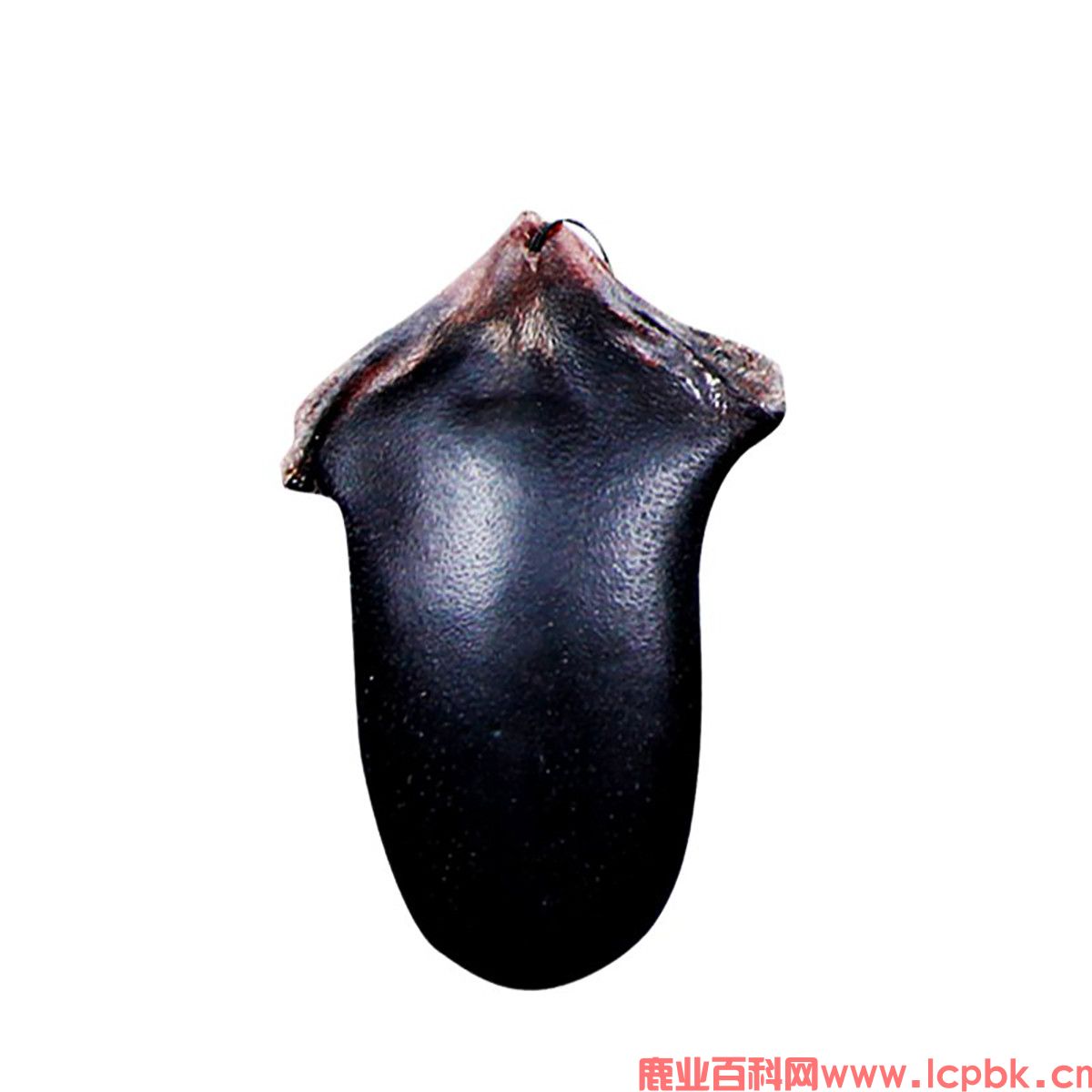 男儿吃了人参鹿鞭片有什么危害